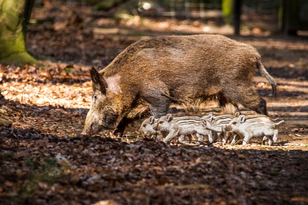 Lodges Veluwse Poort Dieren Eksteriør billede